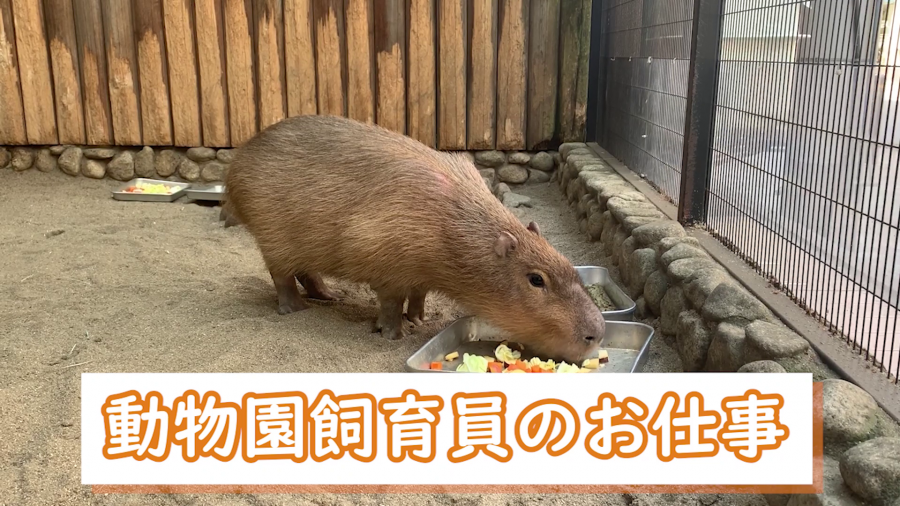 動物園飼育員 職業のことを動画で知る お仕事まるわかり動画